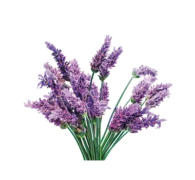 Lavendel