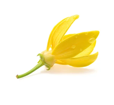 Ylang Ylang